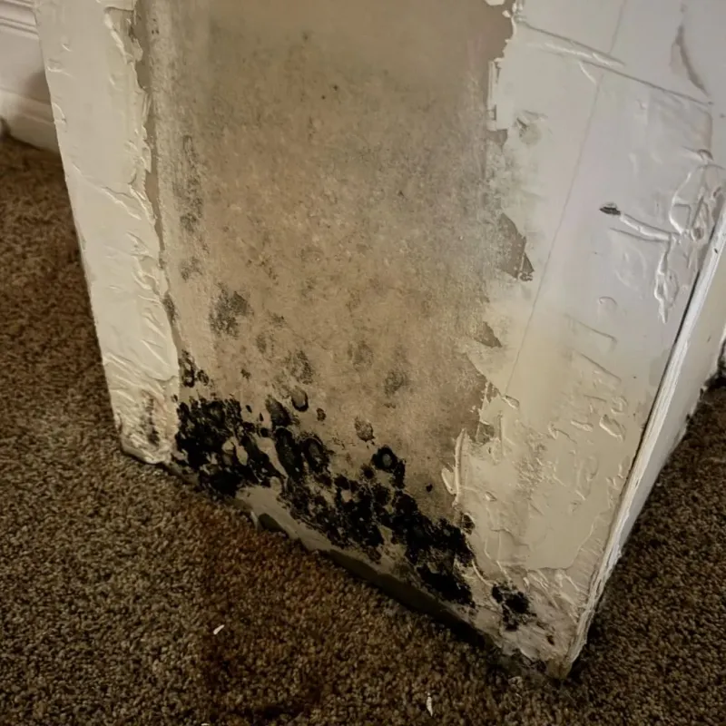Professional Mold Removal in Evergreen, MT